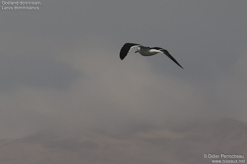 Kelp Gull