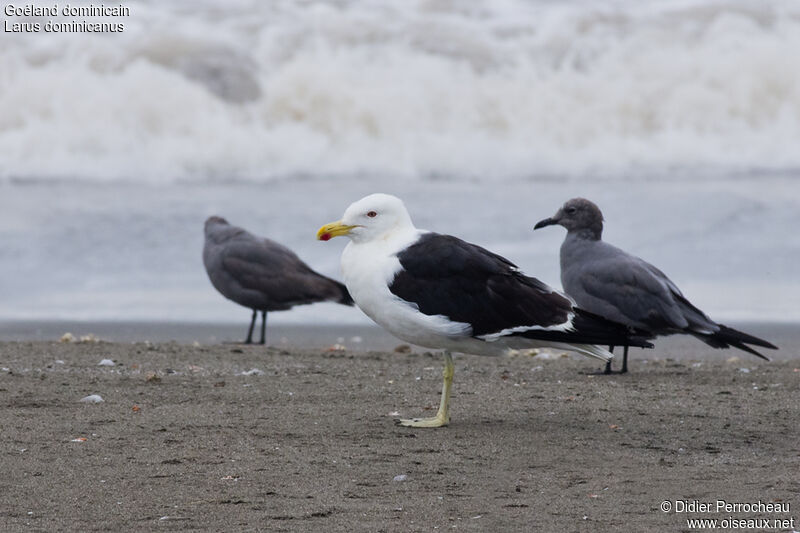 Kelp Gull