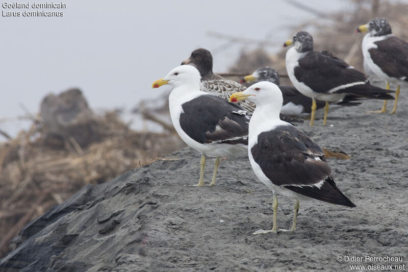 Kelp Gull