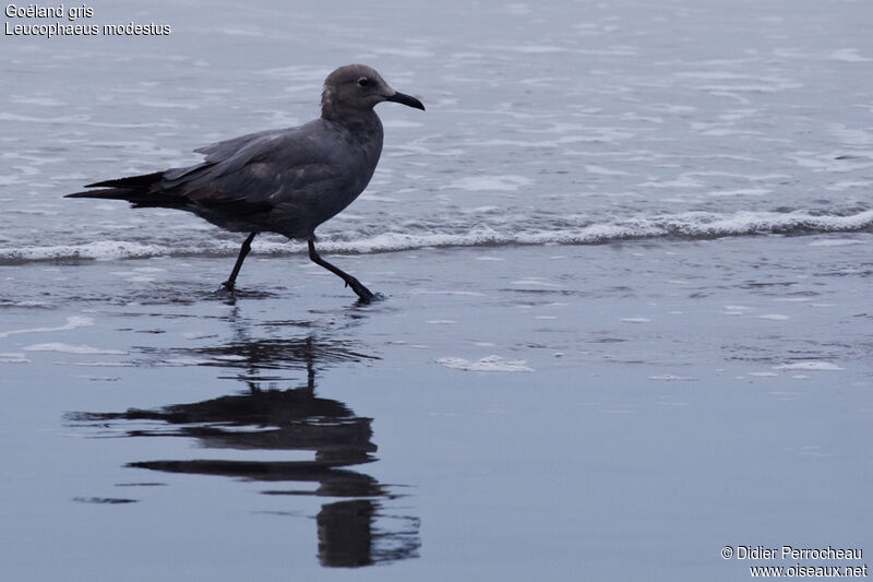 Grey Gull