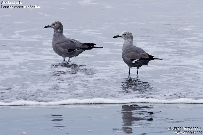 Grey Gull