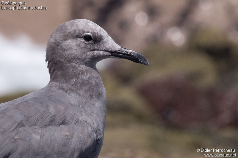 Grey Gull