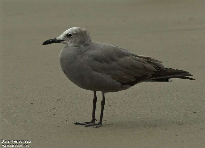 Grey Gulladult post breeding, identification