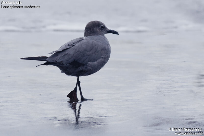 Grey Gull