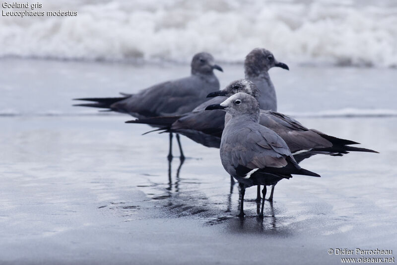 Grey Gull