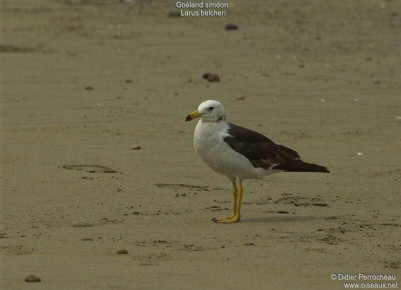 Belcher's Gull