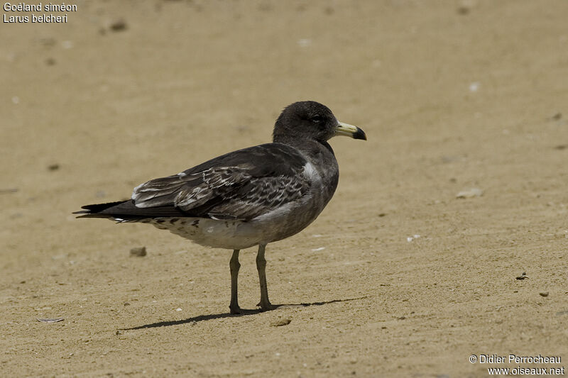 Belcher's Gulljuvenile, identification