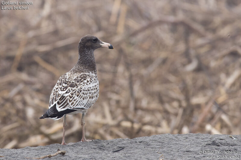 Belcher's Gull