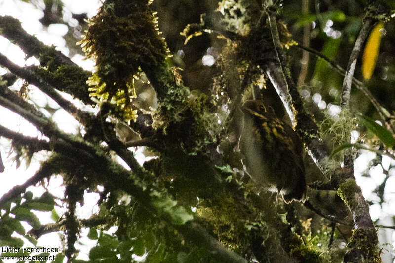 Ochre-fronted Antpitta, identification