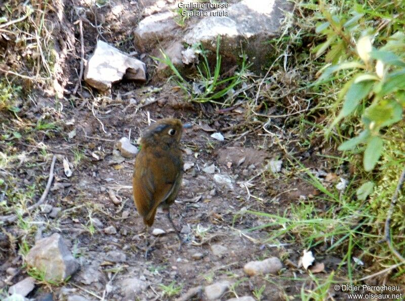 Muisca Antpitta