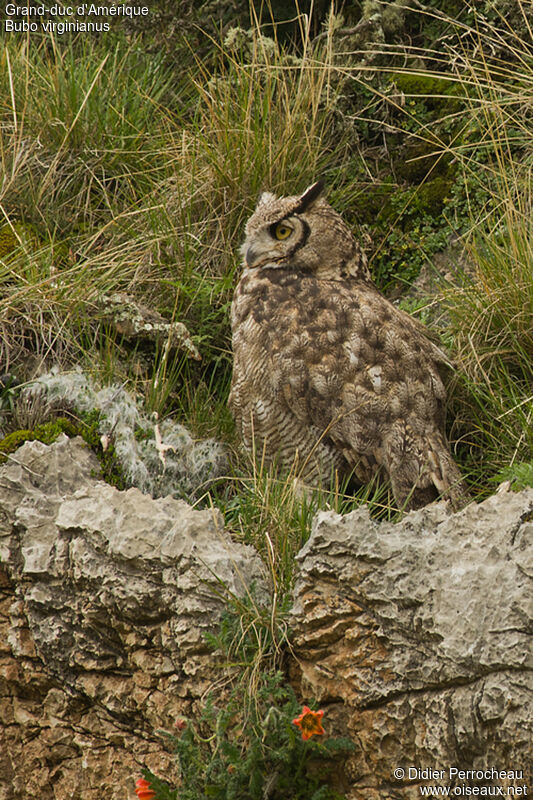 Great Horned Owl