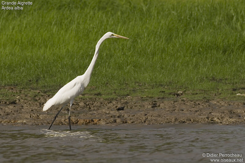 Grande Aigrette