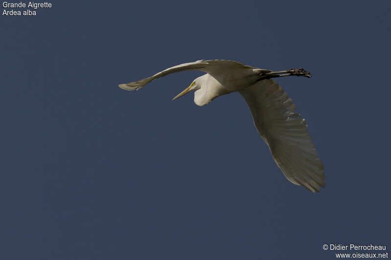 Great Egret, Flight