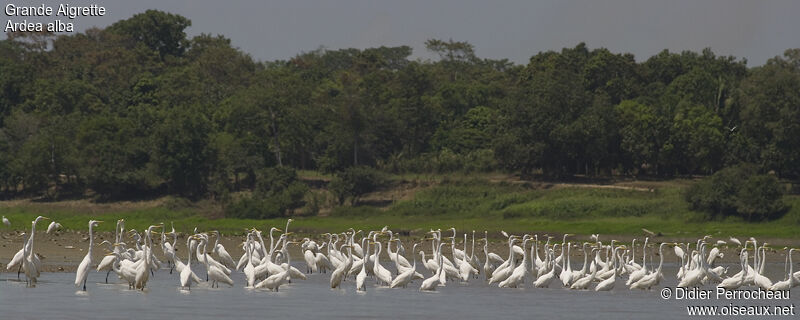 Grande Aigrette