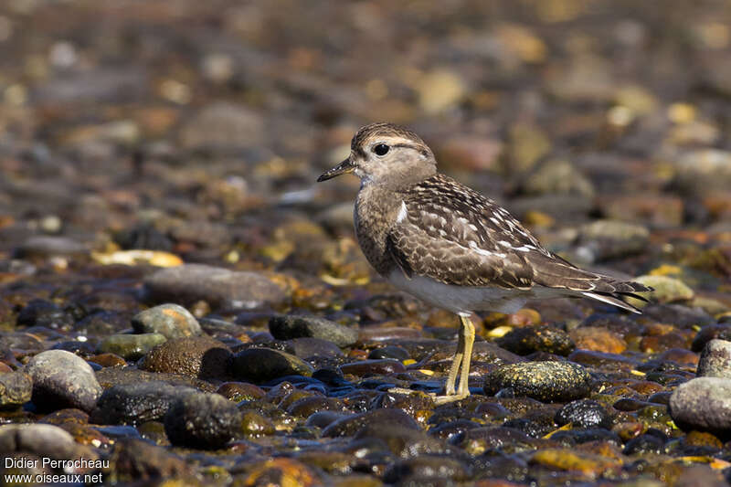 Gravelot d'Urvillejuvénile, identification