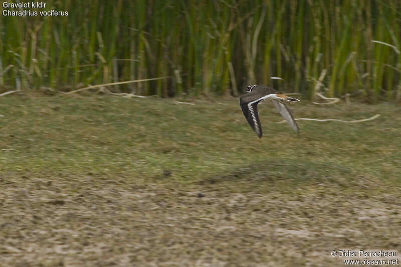 Killdeer, Flight