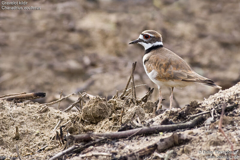 Killdeer