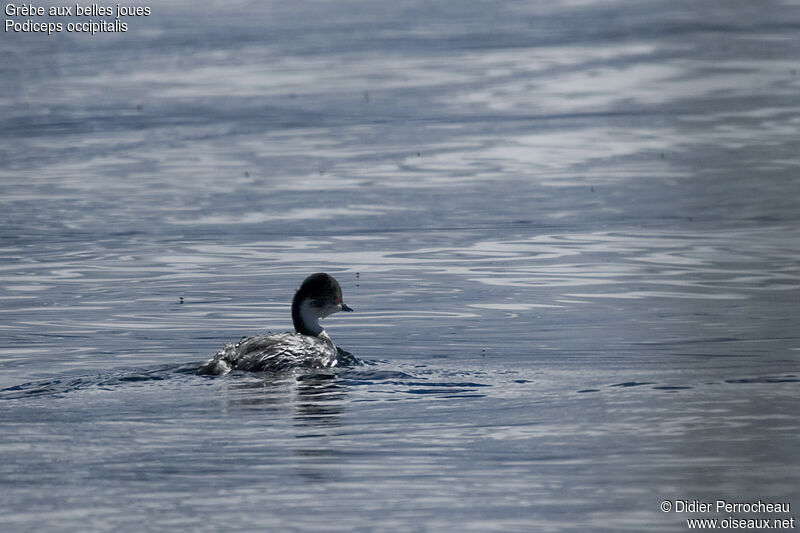 Silvery Grebe