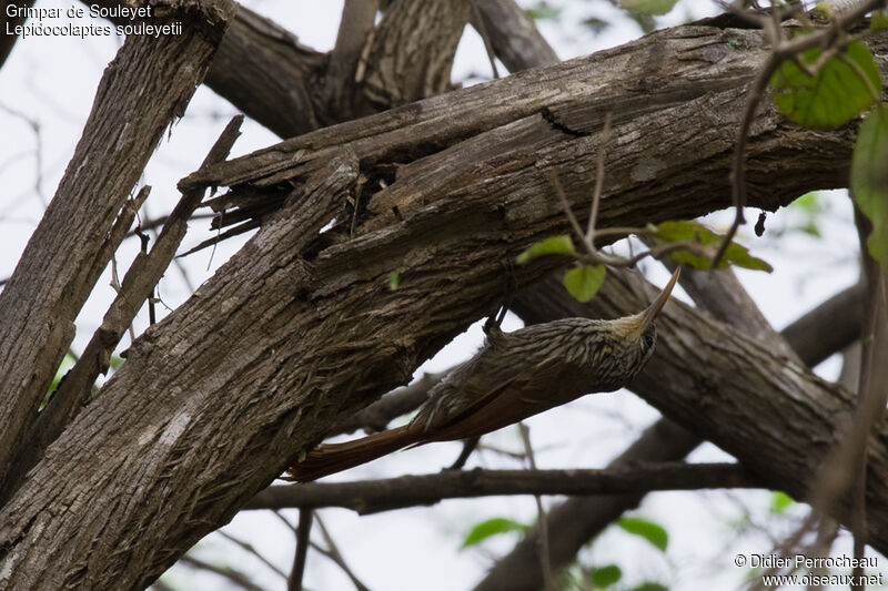 Streak-headed Woodcreeper