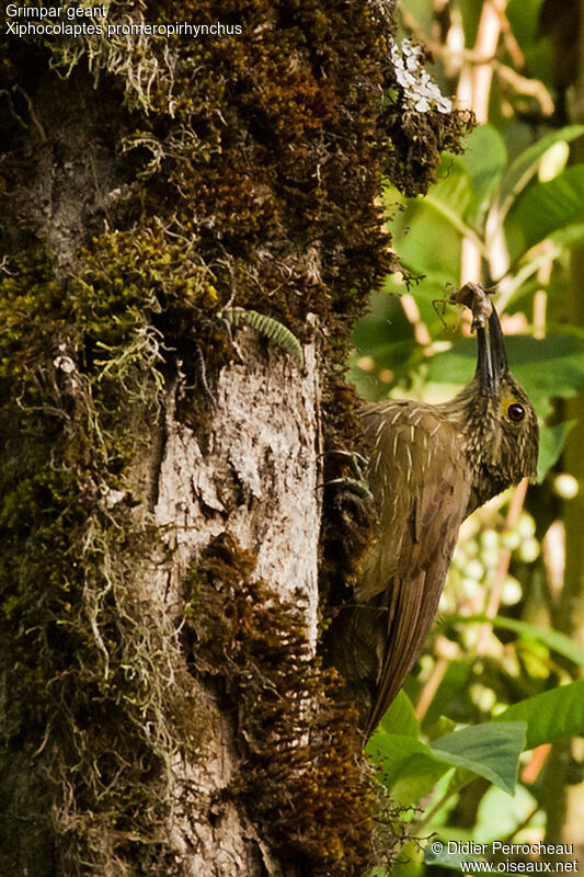 Strong-billed Woodcreeper