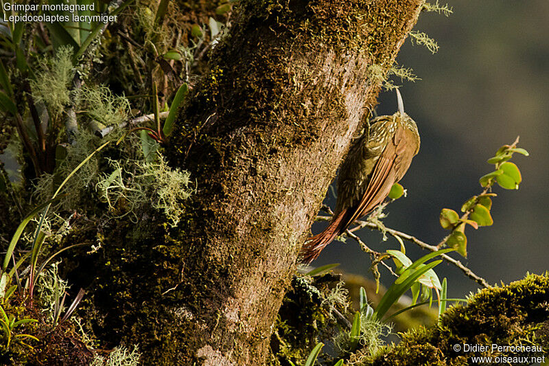 Montane Woodcreeper