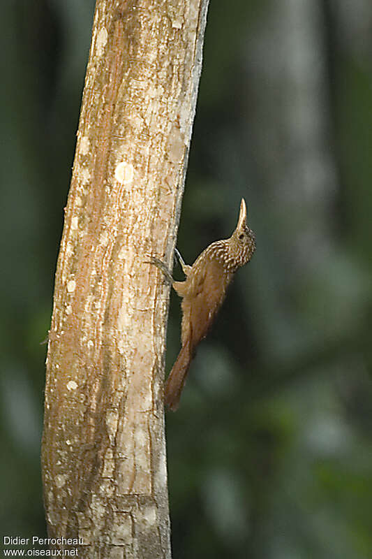 Straight-billed Woodcreeper, identification, walking