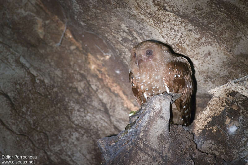 Guacharo des cavernes, identification