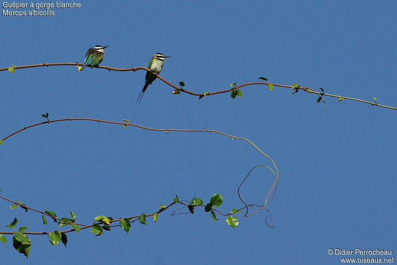 White-throated Bee-eater