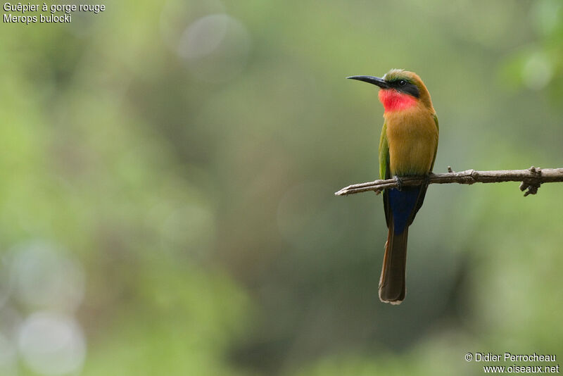 Red-throated Bee-eater