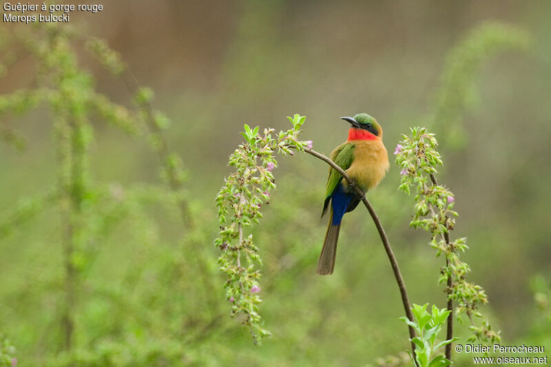 Red-throated Bee-eater