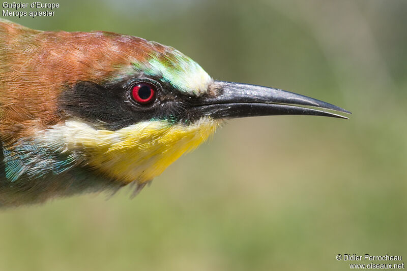 European Bee-eateradult