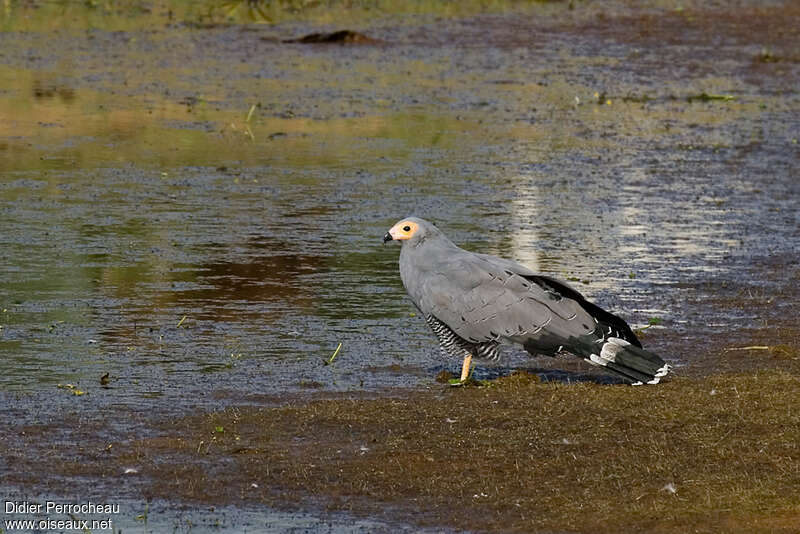 African Harrier-Hawk, identification