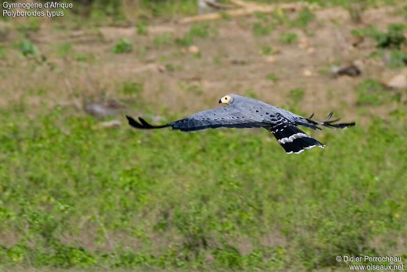 African Harrier-Hawk