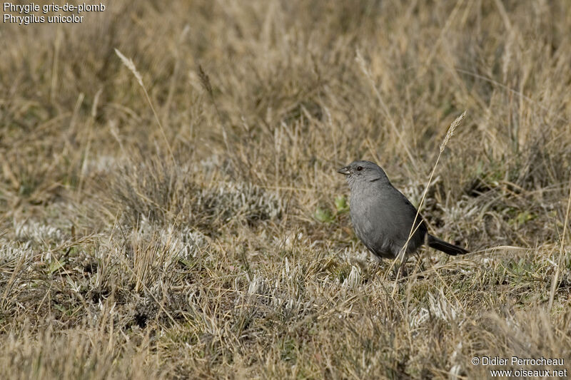 Haplospize gris-de-plomb