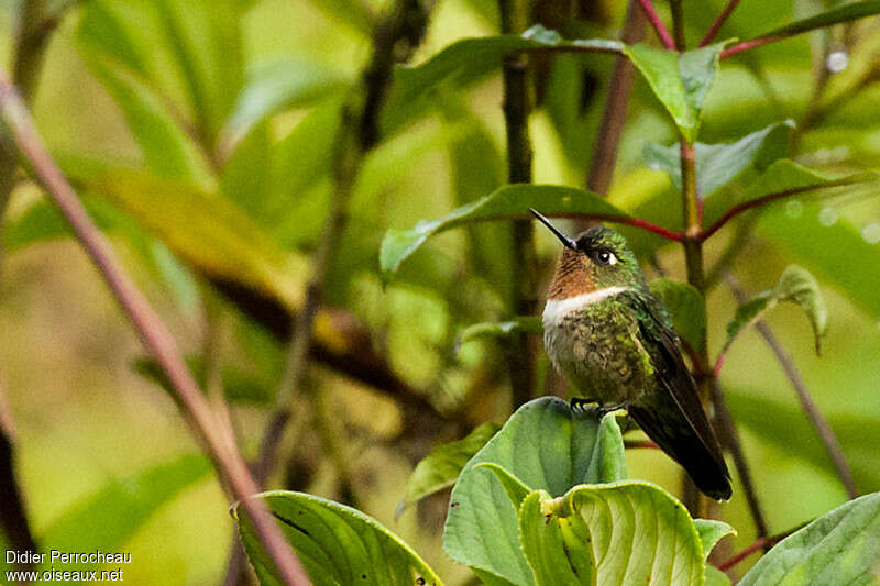 Amethyst-throated Sunangel female adult, identification