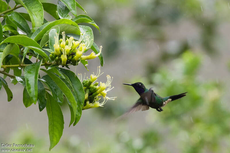 Purple-throated Sunangeladult, Flight, eats