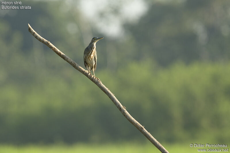 Striated Heron