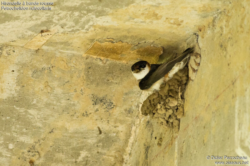 Chestnut-collared Swallow