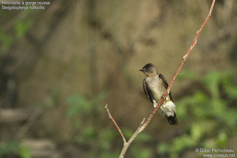 Southern Rough-winged Swallow, identification