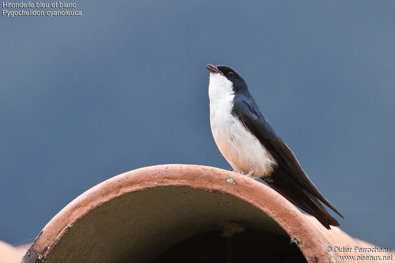 Blue-and-white Swallow