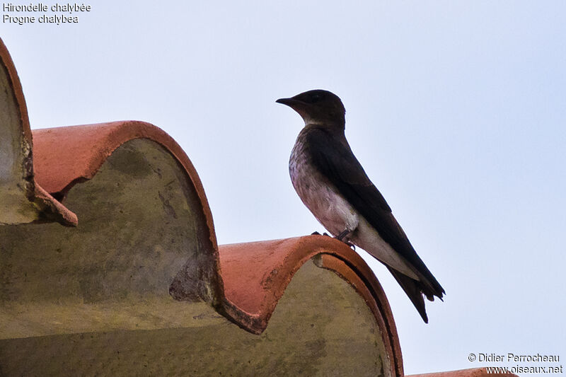 Grey-breasted Martin