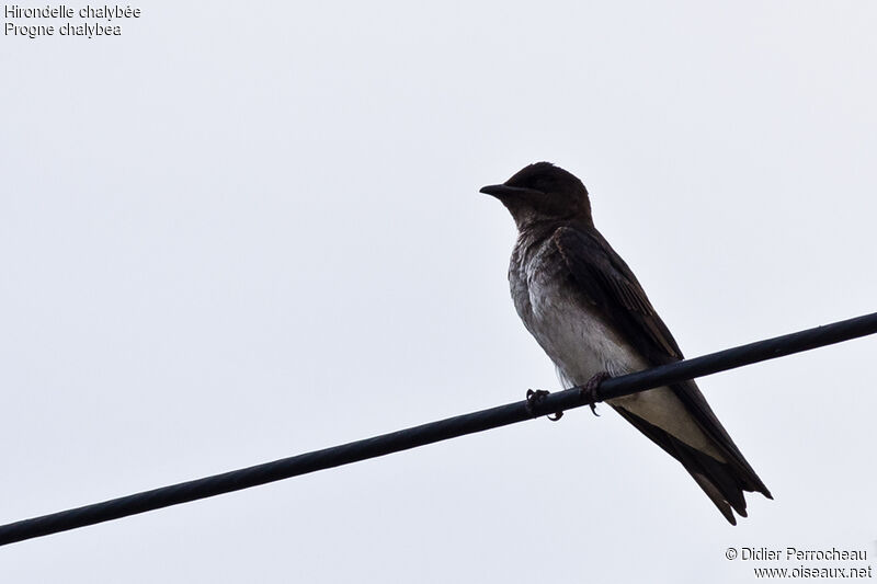 Hirondelle chalybée