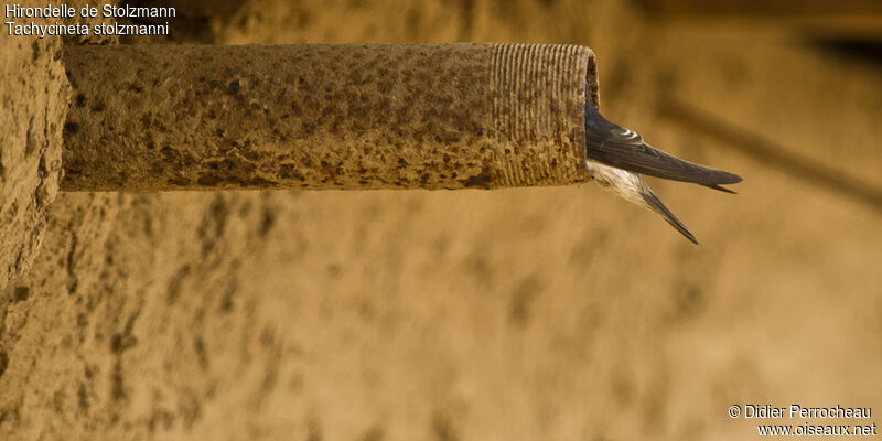 Tumbes Swallow