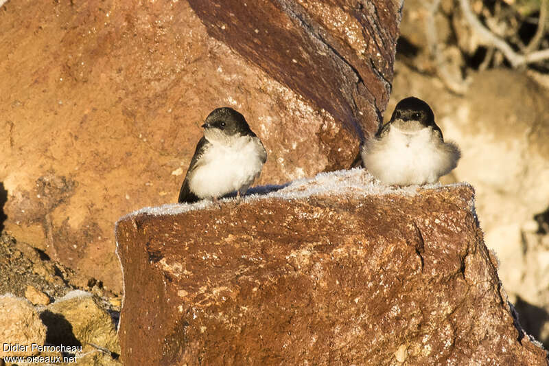 Hirondelle des Andesjuvénile, identification