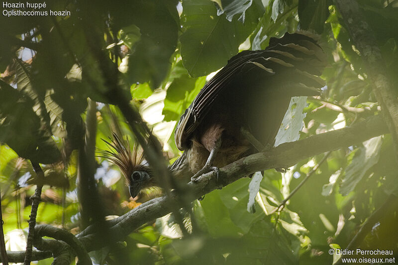 Hoazin huppé, identification