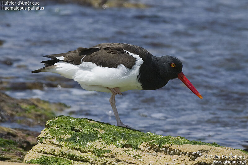 American Oystercatcher