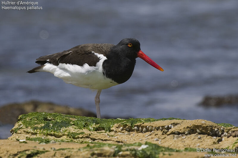 American Oystercatcher