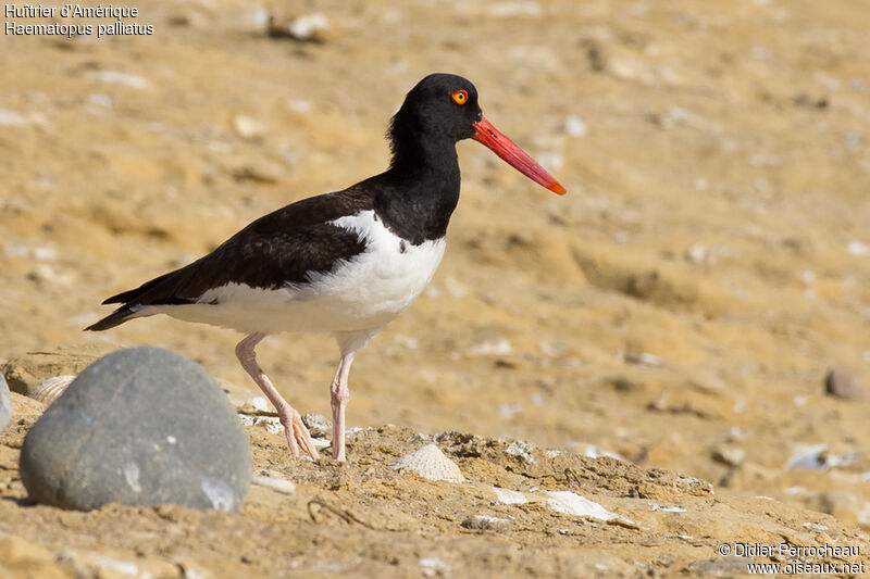 American Oystercatcher