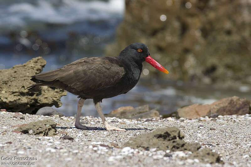 Huîtrier de Bachman, identification