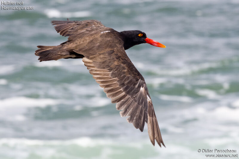 Blackish Oystercatcher